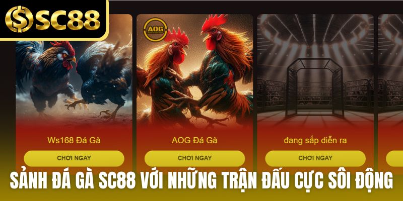 Sảnh đá gà SC88 với những trận đấu cực sôi động